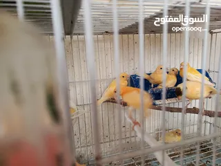  2 كوم كناري 17فرخ وطيرتين العدد 19