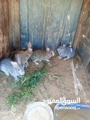  4 أرانب للبيع