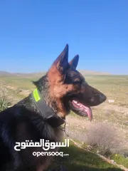  2 جيرمن شيبرد ورك لاين( K9 ) مواليد 15/2/2023