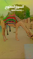  1 جمل للبيع مطبع عمره بين 7/6 سنوات  جرش