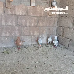  6 حمام البيع
