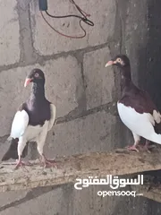  2 جواز مكابي نخب كله شغال