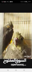  3 جوز حبشي شغال
