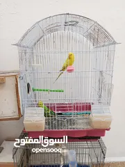 7 طيور  حب وجنة للبيع