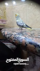  1 ببغاء كوكتيل اليف وعمرو صغير