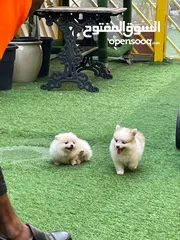  1 pomeranian dogs male and female 2 month old