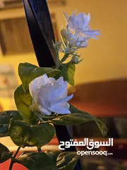  4 jasmine live plant for sale with flowers
