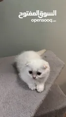  10 Scottish fold female  انثى سكوتش فولد