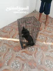  2 مصيده قطط للإيجار cat trap for rent