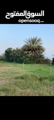  3 للبيع مزرعه قائمه في بركاء - الفاغره جنوب - ماء عذب بها زراعه متنوعه بمساحه 20 ألف متر
