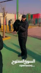  6 تدريب كلاب ..فندق للكلاب....تحميم كلاب