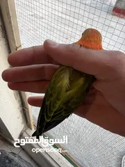  7 طيرة انجليزي رمادية ومخاليف فيش. وفراخ روز للزق اليدوي. الرجاء قراءة الوصف