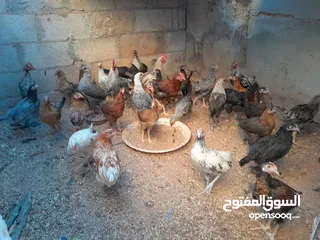  7 جاج بلدي للبيع