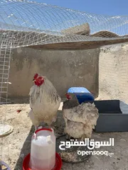  2 جاجتين براهمه وديك براهمه وصوص بلدي