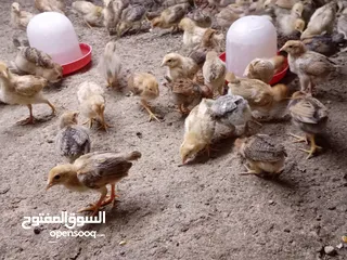  22 صوص بلدي عمر 38 يوم   صوص بلدي عمر 18 يوم