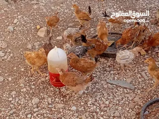  11 صوص بلدي للبيع