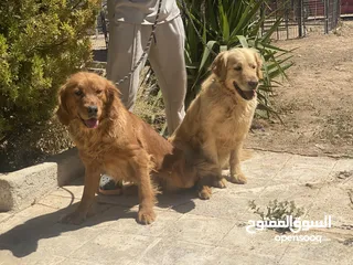  2 كلاب جولدن ريتريفر أليفه جدا مستوى ممتاز