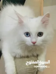  2 اربع قطط شيرازية للتبني