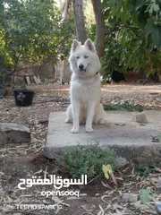 2 هاسكي سامويد