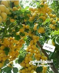  16 الأشجار المثمرة وأشجار الزينة هي الخيار الأمثل لمن يسعى إلى طبيعة خلابة ومحاصيل غنية!