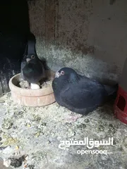  1 جواز حمام للبيع السعر نهائي