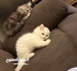  1 قطتان شيرازيات