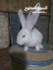  3 ارانب للبيع