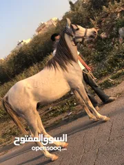  1 حصان عربي واهو