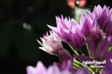  7 كاميرا نوع Canon EOS 1200D مع Lens، وبطارية، وشاحن للبطارية، وبطاقة ذاكرة 16GB
