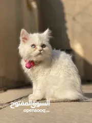  2 قطه هملايا للبيع