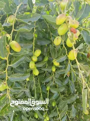  1 اشجار مثمره