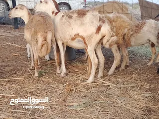  9 كباش تهجين سمان وجعد عشر الحجم الكبير قريب يولدن