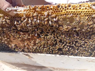  7 خليتين نحل للبيع كل صندوق من6 براويز الشونه الجنوبية