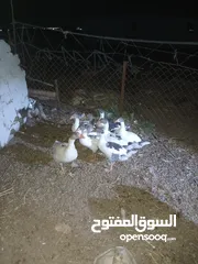  2 وز للبيع عدد 6
