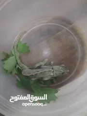  2 حرباي للبيع