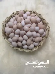  6 بيض عماني مخصب