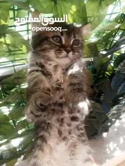  6 همالايا مكس شانشيلا