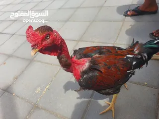  2 ديك ضرابه فيتنامي نادر ادخل الوصف