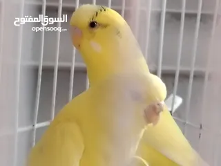  4 جوز حب تحتيه 6 بيضات مع القفص