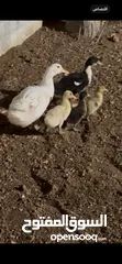  3 بط من صغير لا كبير الي بدك اياه اشي فخم