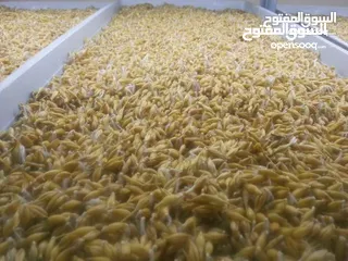  22 استنبات شعير  شعير مستنبت Sprouted   صواني استنبات شعير Barley germination barley