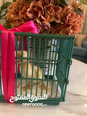  1 بط صغير للبيع