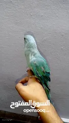  4 ببغاء دره هولندي اليف