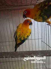  2 جوز صن كنيور مش اليف  منتج