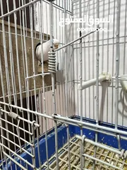 2 جوز كوكتيل +جوز حب