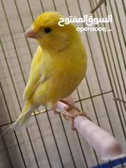  4 طائر كناري ذكر أصفر بالغ مع قفص