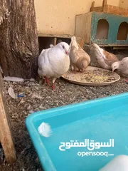  2 ذكر تاكسن للبيع