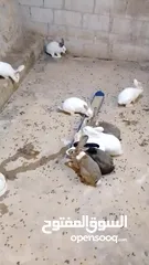  2 ارانب للبيع