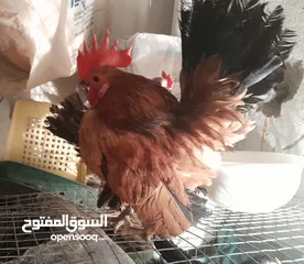  2 دجاج سيراما قزم اليف جدا
