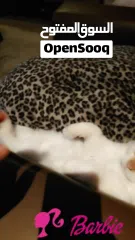  16 very beautiful cats